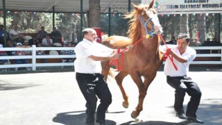 TİGEM tay satışından 3 milyon 686 bin lira gelir elde etti