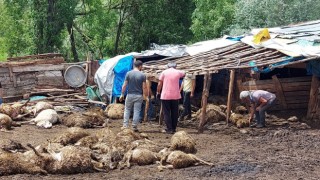 Tokatta ağıla giren kurt 100e yakın koyunu telef etti