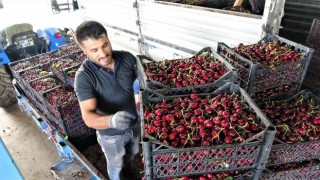 Tokatta ihraçlık kirazda yüzde 100 rekolte artışı