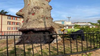 Trabzonda 86 adet anıt ağaç tescil edildi
