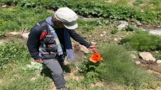 Tuncelide bitki envanteri çıkarılıyor