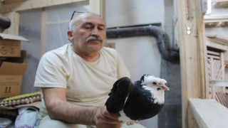 Türk fısıldayıcısı olarak kayıtlara geçen Bayburt güvercini ilgi çekmeye devam ediyor