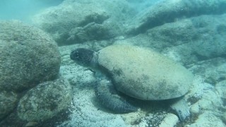 Ünlü profesörden ısıran caretta carettaler için Elle beslemeyin uyarısı