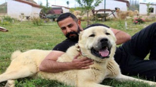 Uzman Kangal yetiştiricisi Taşdelen; Kangal köpeği Sivasta tanıtılmalı