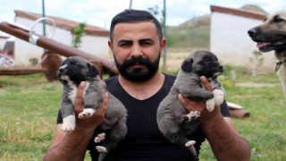 Uzman Kangal Yetiştiricisi uyardı: “Yavru Kangal alırken dikkat”