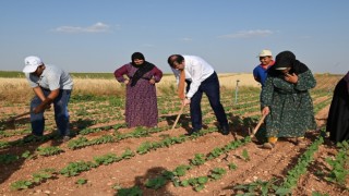 Vali Ayhan, tarım işçisi gibi çalıştı