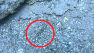 Van Gölünde keşfedilen yeni balık türü rengiyle ezber bozdu
