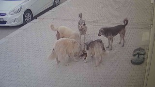 Vanda 5 köpek kediyi parçalayarak öldürdü