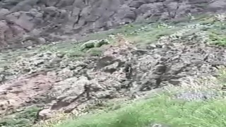 Vatandaşın ayıya söyledikleri gülümsetti