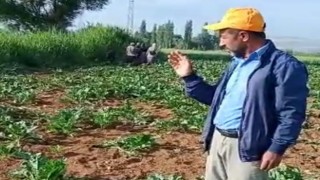 Yaban domuzları çiftçilerin korkulu rüyası oldu