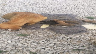 Yağmur suyu kanalında mahsur kalan köpek ve 6 yavrusu kurtarıldı