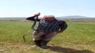 Yakaladığı yılanı canlı canlı kendi boyuyla ölçtü, ardından serbest bıraktı