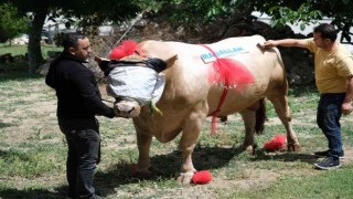 Yaklaşık 2 ton ağırlığındaki tosun, 120 bin liradan satışa çıktı