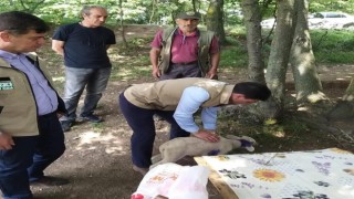 Yalovada vahşi hayvanlar 17 küçükbaş hayvanı telef etti