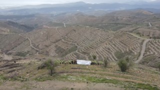 Yanan alanlarda umut “yeşerecek”