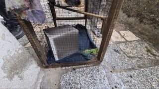 Yangın çıkan evde iki kuş telef oldu