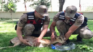 Yaralı dağ keçilerine jandarma şefkati