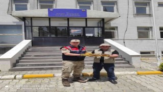 Yaralı halde bulunan Kerkeneze jandarma sahip çıktı