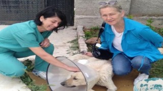 Yaralı köpek sağlığına Tepebaşında kavuşuyor