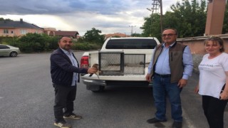 Yaralı kuşlara yardım eli