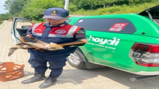 Yaralı tilkiye jandarma şefkati
