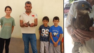 Yaralı yavru baykuş ve bayağı arı şahini Osmaniye'de tedavi altına alındı