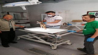 Yaralı yavru karaca tedavi altına alındı