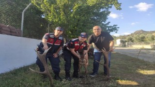 Yaralı yavru kızıl geyiği jandarma kurtardı