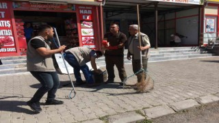 Yavru tilkiler tedavilerinin ardından doğaya salındı