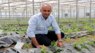 Yetişmez denen Sivasta 4 mevsim çilek yetiştirmeyi başardılar