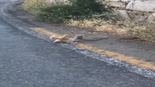 Yılanın kurtulma çabası sonuç vermedi, kediye yem oldu