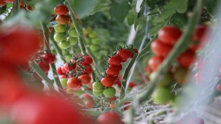Yılda 1250 ton domates üretimi hedeflenen merkez dünya piyasasına açılacak