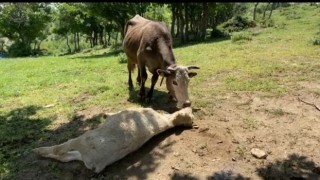 Yıldırım çarpan yavrusunun başından bira n olsun ayrılmıyor