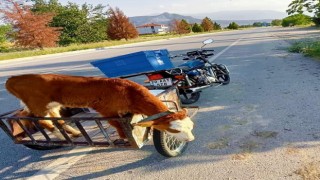Yolda bulduğu buzağı motosikletin sepetine atıp karakola götürdü