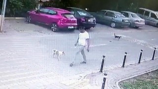Yolda yürürken sebepsiz yere köpeğe tekme attı, o anlar kamerada
