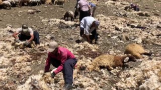 Yüksekovada imece usulü koyun kırkma