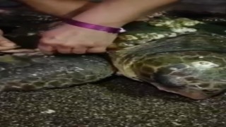 Yumurta bırakmak için kıyıya gelen caretta caretta misinaya dolandı