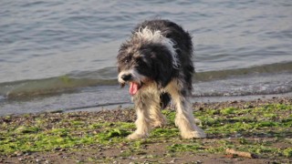 Yürüyemeyecek denilen köpeği kredi çekerek ayağa kaldırdı