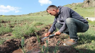 Zabıta memuru bin 500 goji berry fidesini toprakla buluşturdu