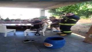 Zehirli engerek yılanı doğaya salındı