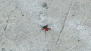 Zehirli uğur böceği örümceği bu kez de Bozüyükte görüldü