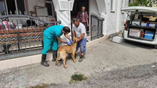 Zonguldakda köpekler artık mikroçipli