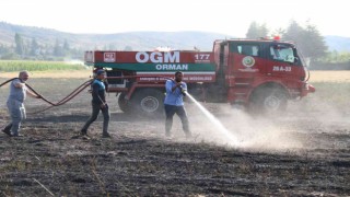 40 dönümlük arpa tarlası dakikalar içerisinde küle döndü
