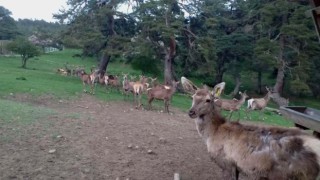 8 geyik üretilerek doğaya salındı