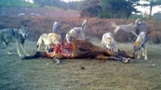 Afyonkarahisarda vahşi yaşam fotokapanlara yansıdı