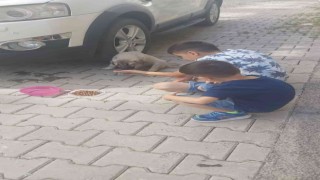 Ağrıda çocuklar aracın çarptığı yavru köpeği tedavi ederek sahiplendi