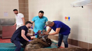Alt çene kemiği kırık olan deveye implant takıldı