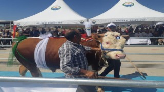 Ankarada kurbanlıklar yarıştı, birinciye yarım altın verildi