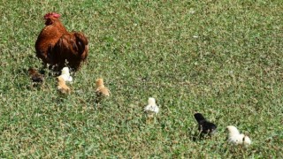 Annesi köpekler tarafından telef edilen civcivlere horoz annelik yapıyor