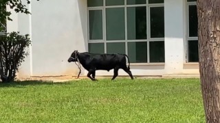 Antalyada ekiplerin kaçan danayla mücadelesi